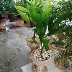 Licuala en copa de piedras