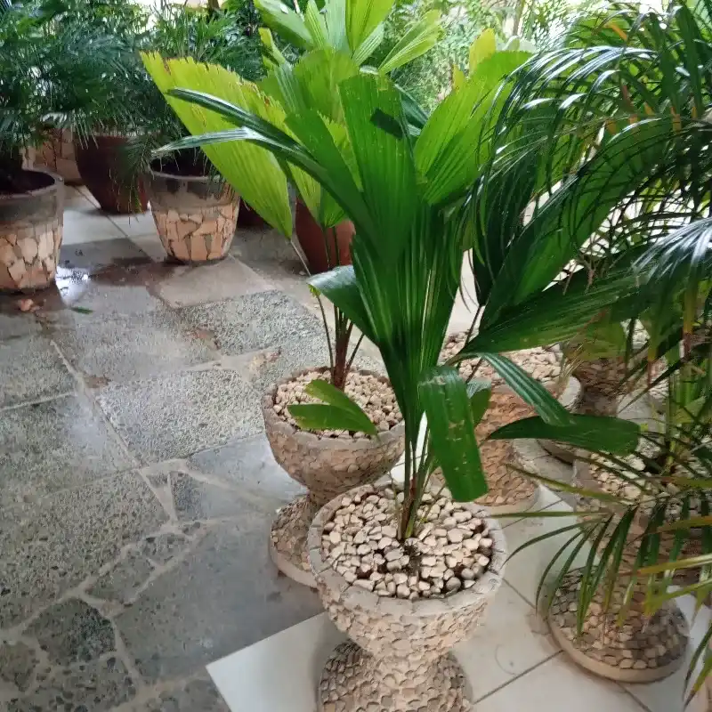 Licuala en copa de piedras