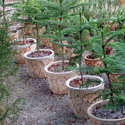 Pinos en macetas de lajas redondas