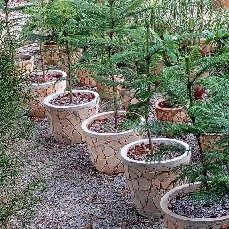 Pinos en macetas de lajas redondas