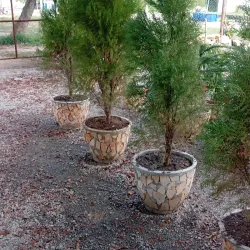 Pinos tradicionales en macetas de laja redondas 