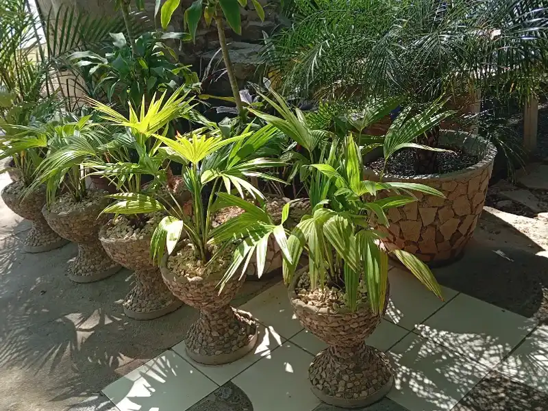 Plantas ornamentales 