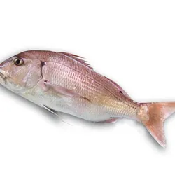 Pargo 