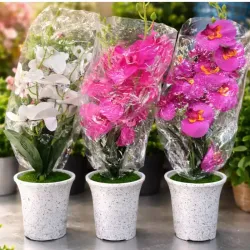 Orquídea