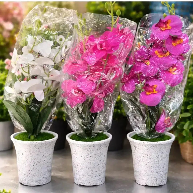 Orquídea