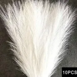 Espigas de pampas