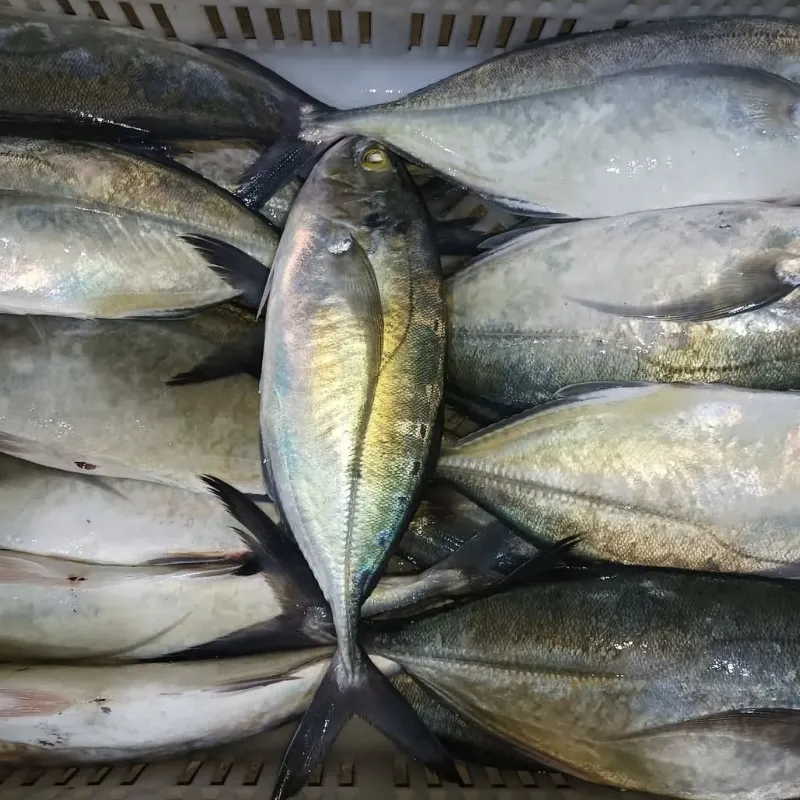 Pescado 