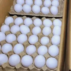 Huevos
