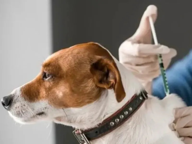 ANTIPARASITARIOS EXTERNOS CANINOS Y FELINOS