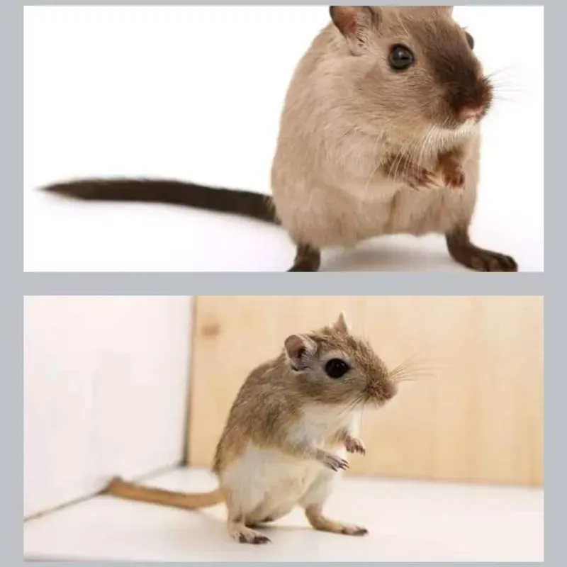 Ardillas del desierto
