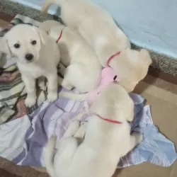 Cachorro Labrador