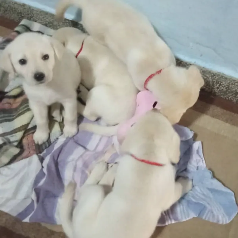 Cachorro Labrador