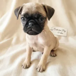 Cachorro Pug Carlino