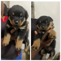 Cachorro Rotweiler