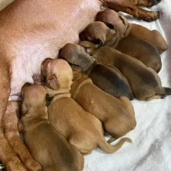 Camada de Salchichas