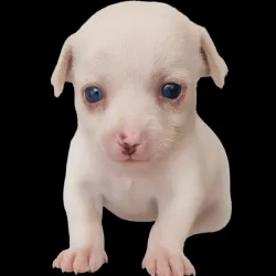 Chihuahua ( tamaño estándar)