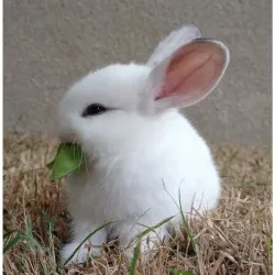 Conejos pequeños (Macho)