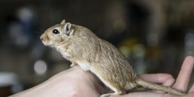 Jerbo (Ardilla del Desierto)