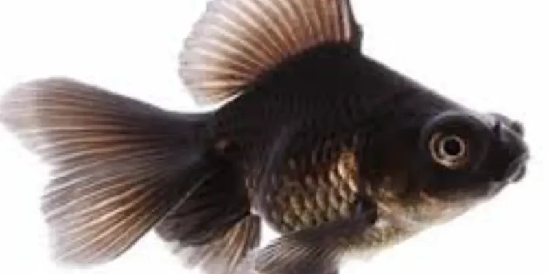 Golfish Negro Pequeño