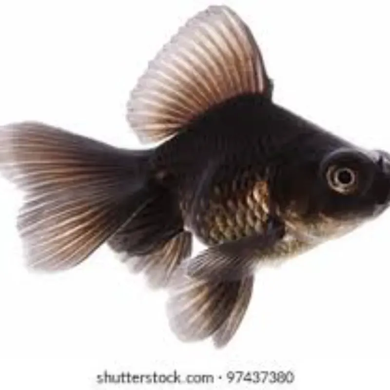 Golfish Negro Pequeño