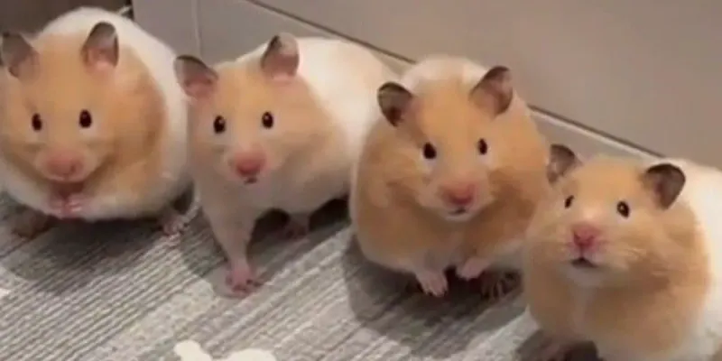 Hamster machos