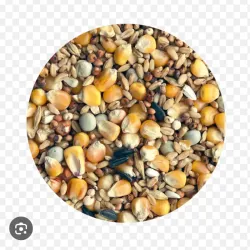 Lb alimento Basic para palomas