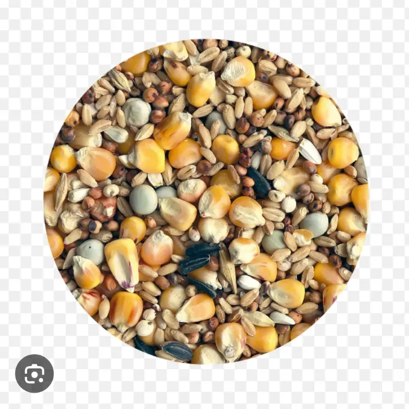 Lb alimento Basic para palomas