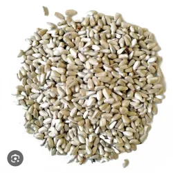 Lb Cártamo para paloma