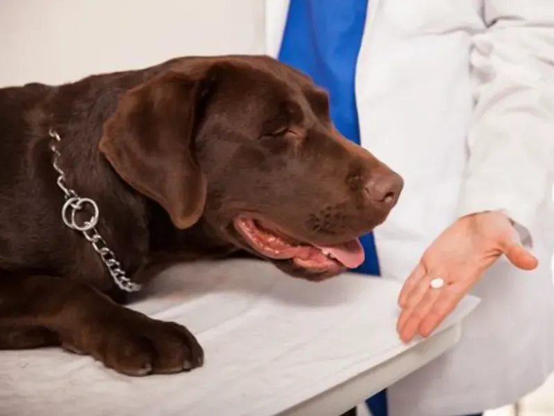 MEDICAMENTOS MASCOTAS