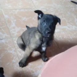 Pastor Belga Malinois ( hembra)