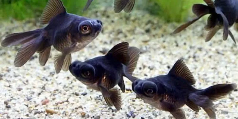 Pez Golfish Telescopio Negro