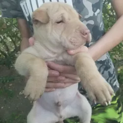 Shar Pei