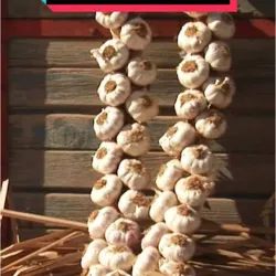 Ristra de Ajo (100 cabezas)