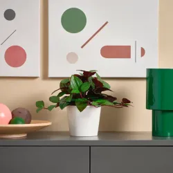Maceta artificial tipo orquídea joya