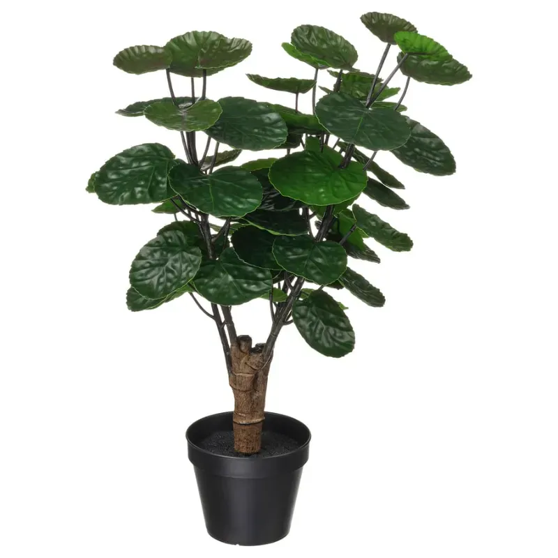 Maceta tipo aralia