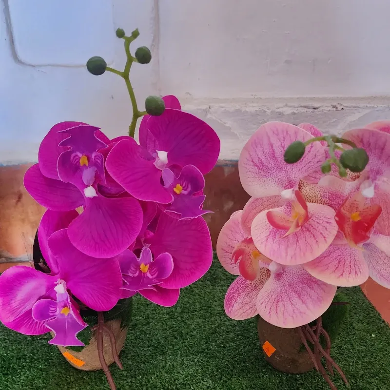 Flores Orquìdeas