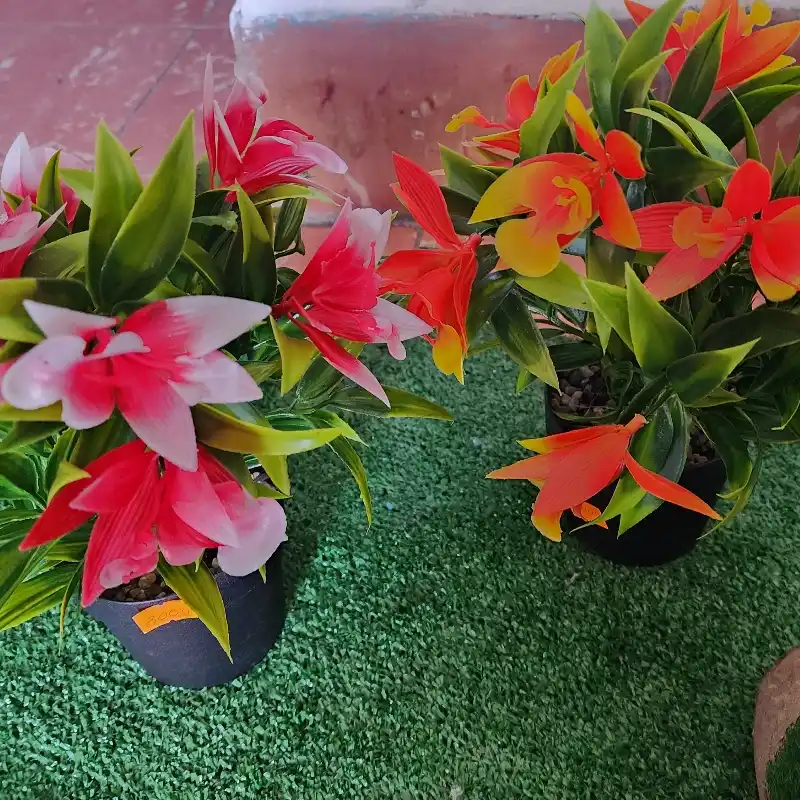 Flores