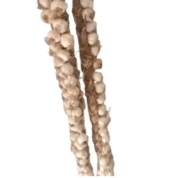 Pata de ajo chileno 