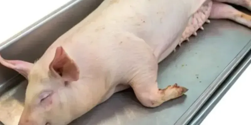 Puercos enteros(matados)