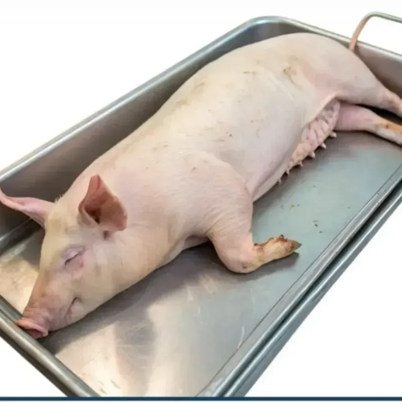 Puercos enteros(matados)