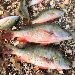 Pescado de mar