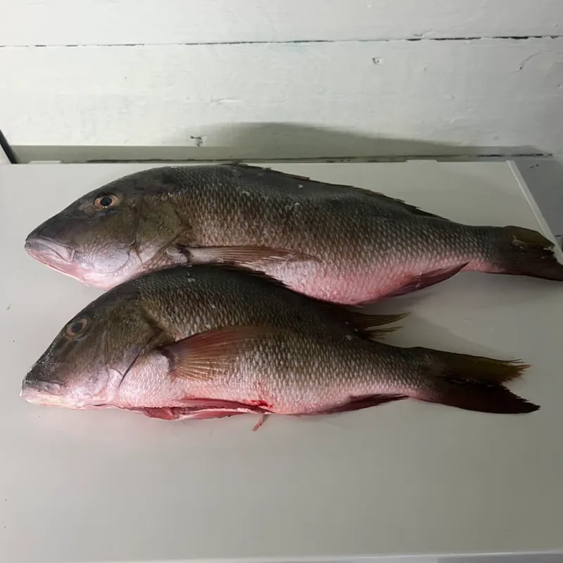 Pescado de mar