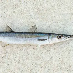 Pescado Guaguancho