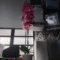 Orquideas decorativas con maceta