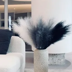 Plumas