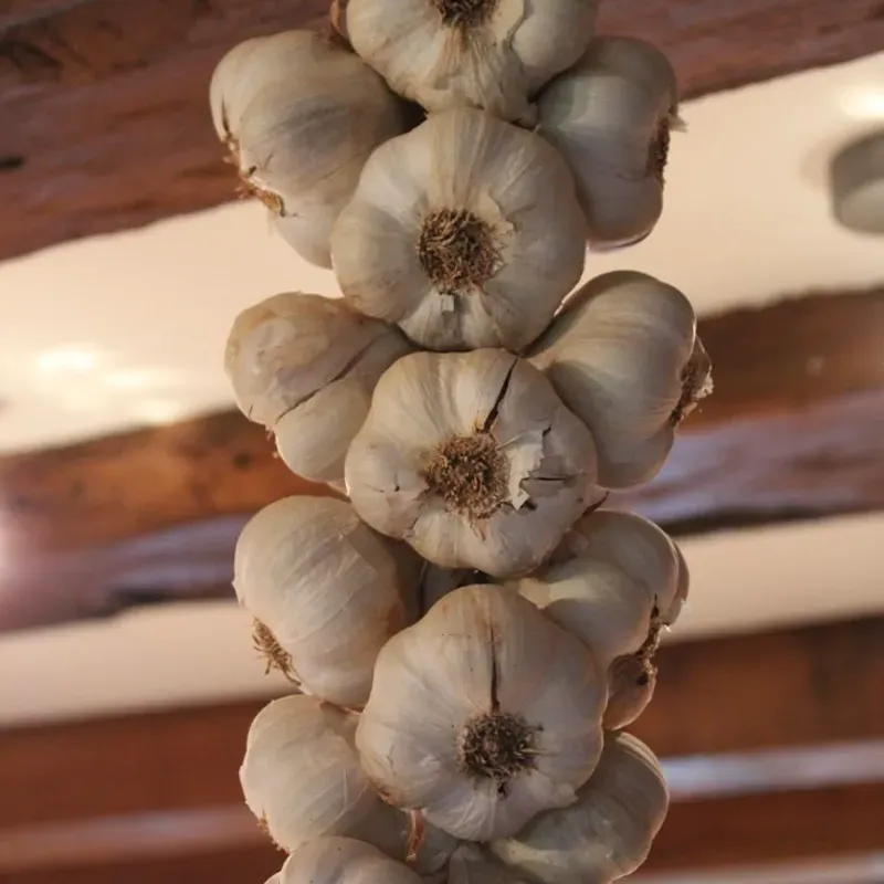 Ristras de Ajo