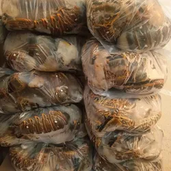 Paquetes de langostas 