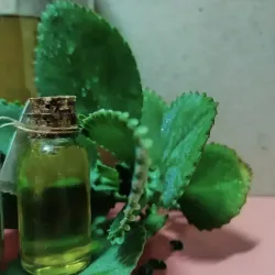 Oleato de kalanchoe 