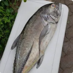 Jurel grande bueno para azar 