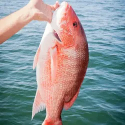 Pargos grande bueno para azar 